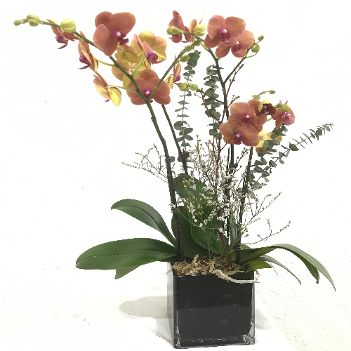 Potted Fresh Phalaenopsis Orchids