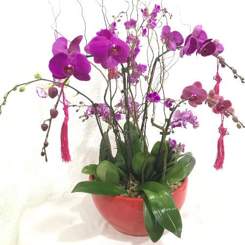 Potted Phalaenopsis Orchids