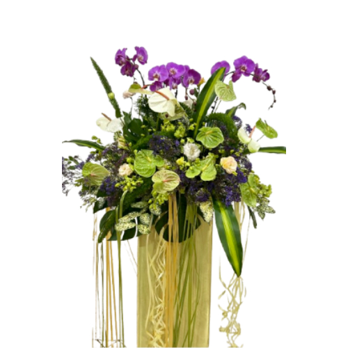 Potted Phalaenopsis Orchids