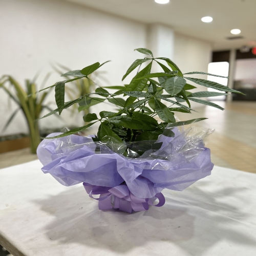 Potted Plants